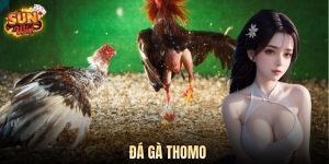 Đá Gà Thomo SUN WIN - Trường Đấu Kịch Tính Đỉnh Cao